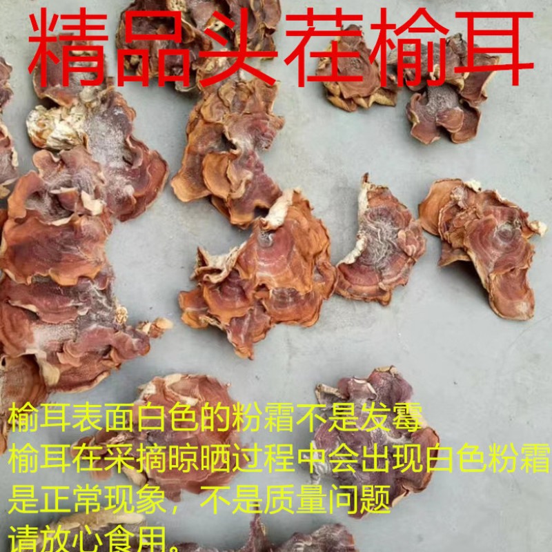 【推荐】2026年榆耳菌、灵芝菇、竹灵芝产地直销一手货源