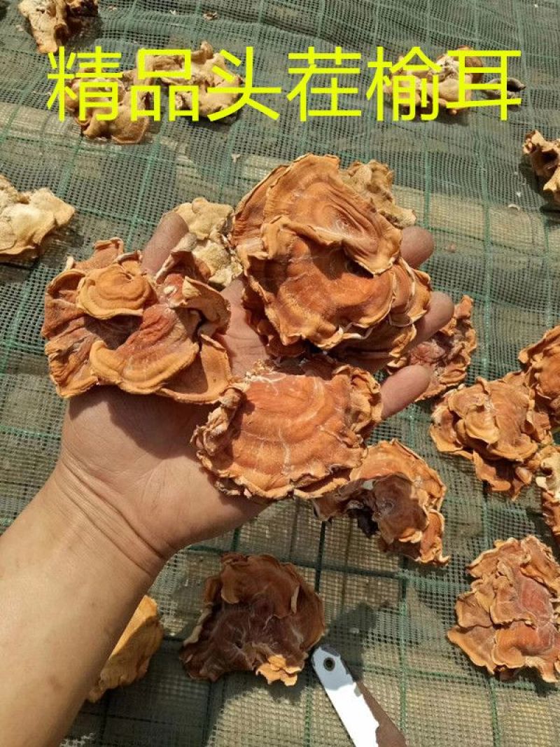 【推荐】2026年榆耳菌、灵芝菇、竹灵芝产地直销一手货源