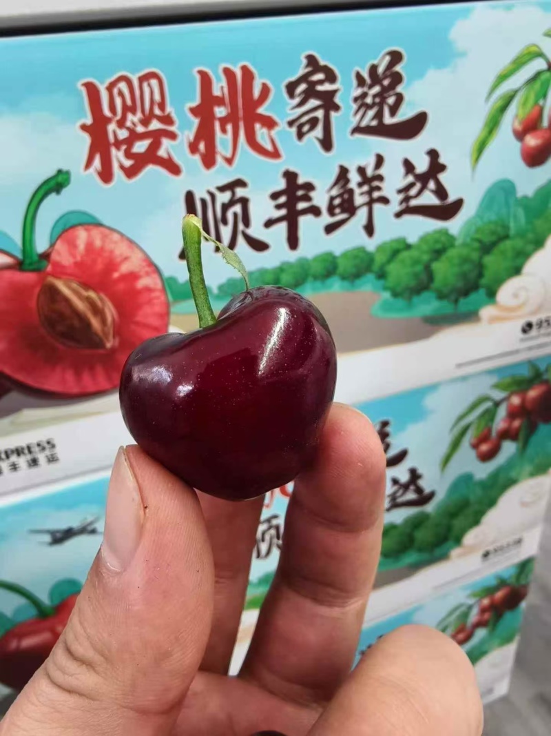 一件代发大连美早大樱桃产地直发车厘子顺丰空运支持代发