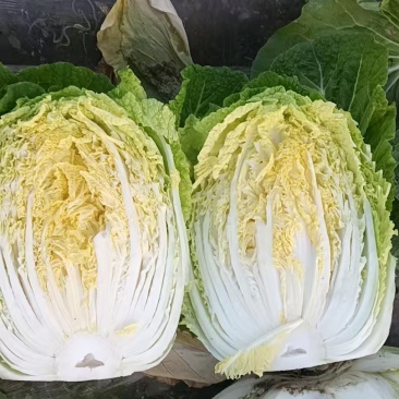 大白菜