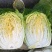 大白菜