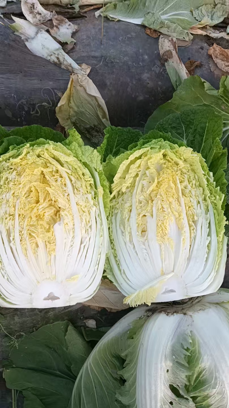 大白菜