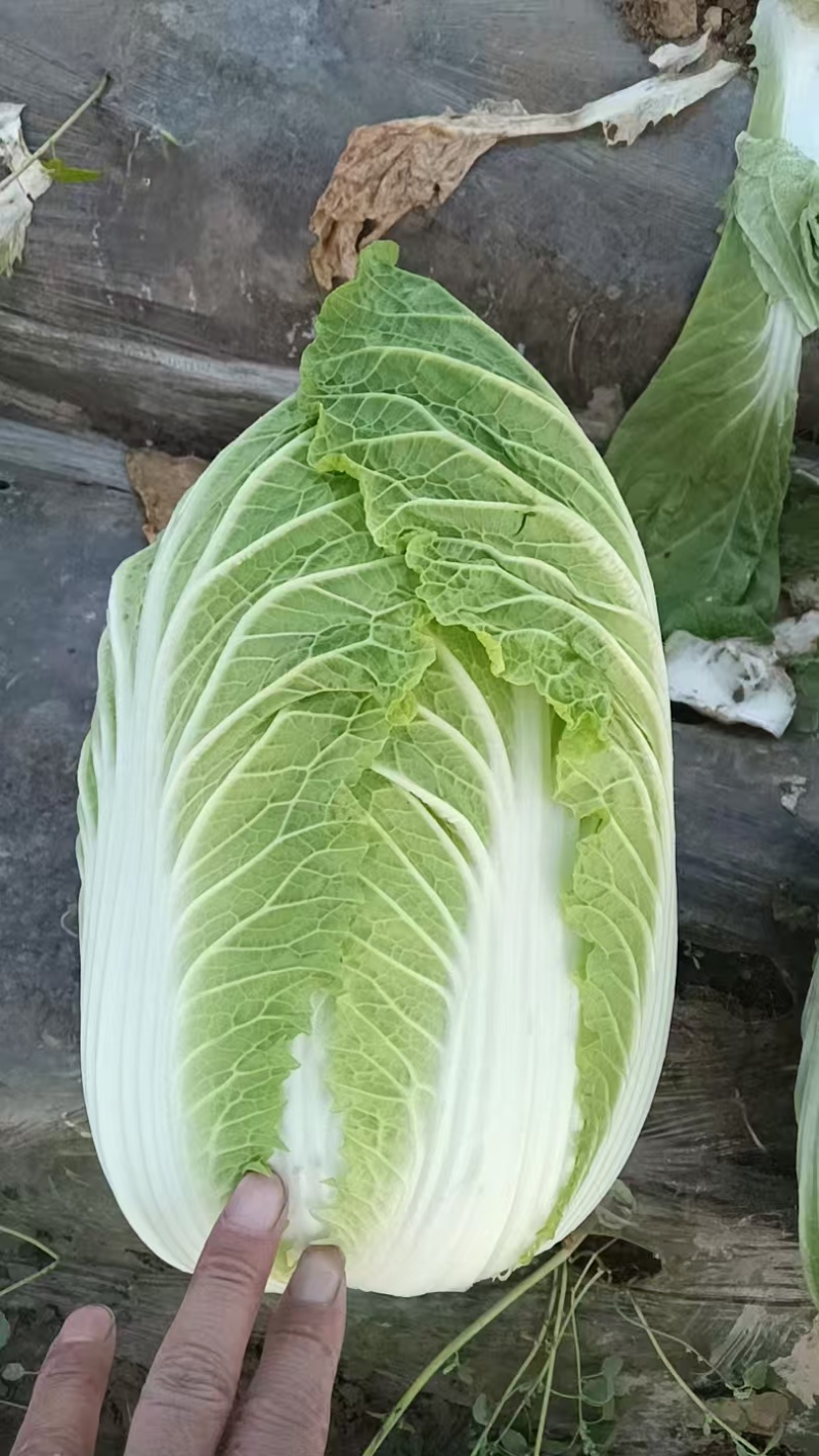 大白菜