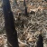 熊猫笋