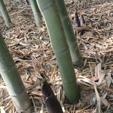 熊猫笋