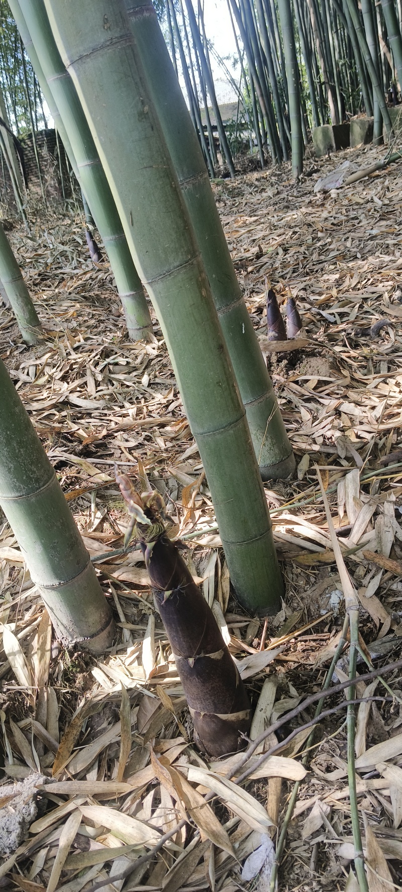 熊猫笋