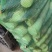 熊猫笋