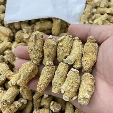 西洋参粒500克西洋参皂甙含量60%在头部纹路清晰入口回