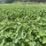 广西3万亩基地荔浦香芋种子基地