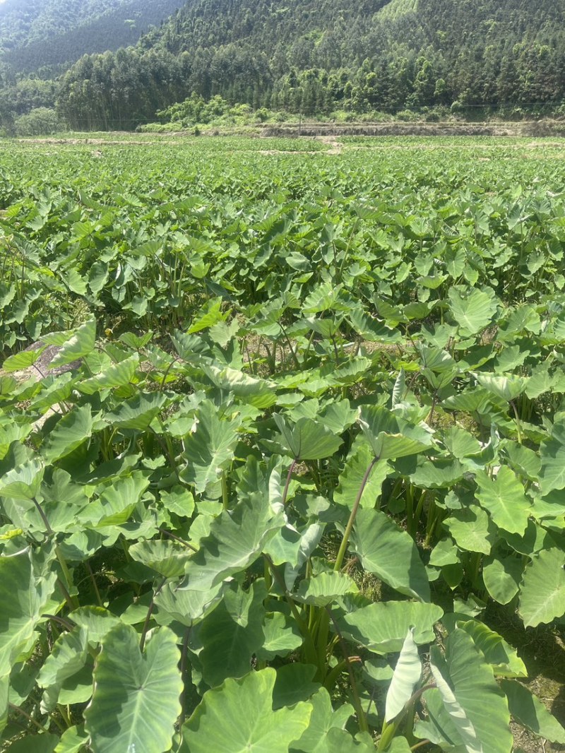 广西3万亩基地荔浦香芋种子基地