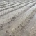 广西3万亩基地荔浦香芋种子基地