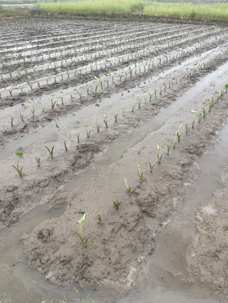 广西3万亩基地荔浦香芋种子基地