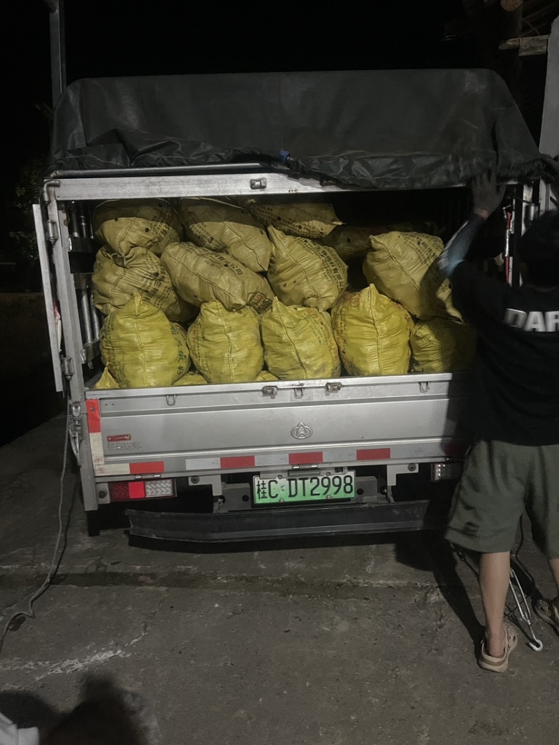 广西3万亩基地荔浦香芋种子基地