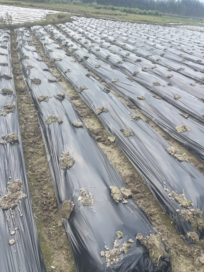 广西3万亩基地荔浦香芋种子基地