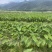 广西3万亩基地荔浦香芋种子基地