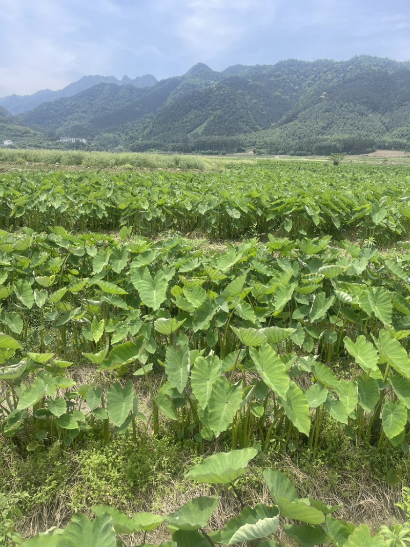 广西3万亩基地荔浦香芋种子基地