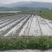 广西3万亩基地荔浦香芋种子基地
