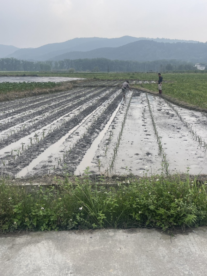 广西3万亩基地荔浦香芋种子基地