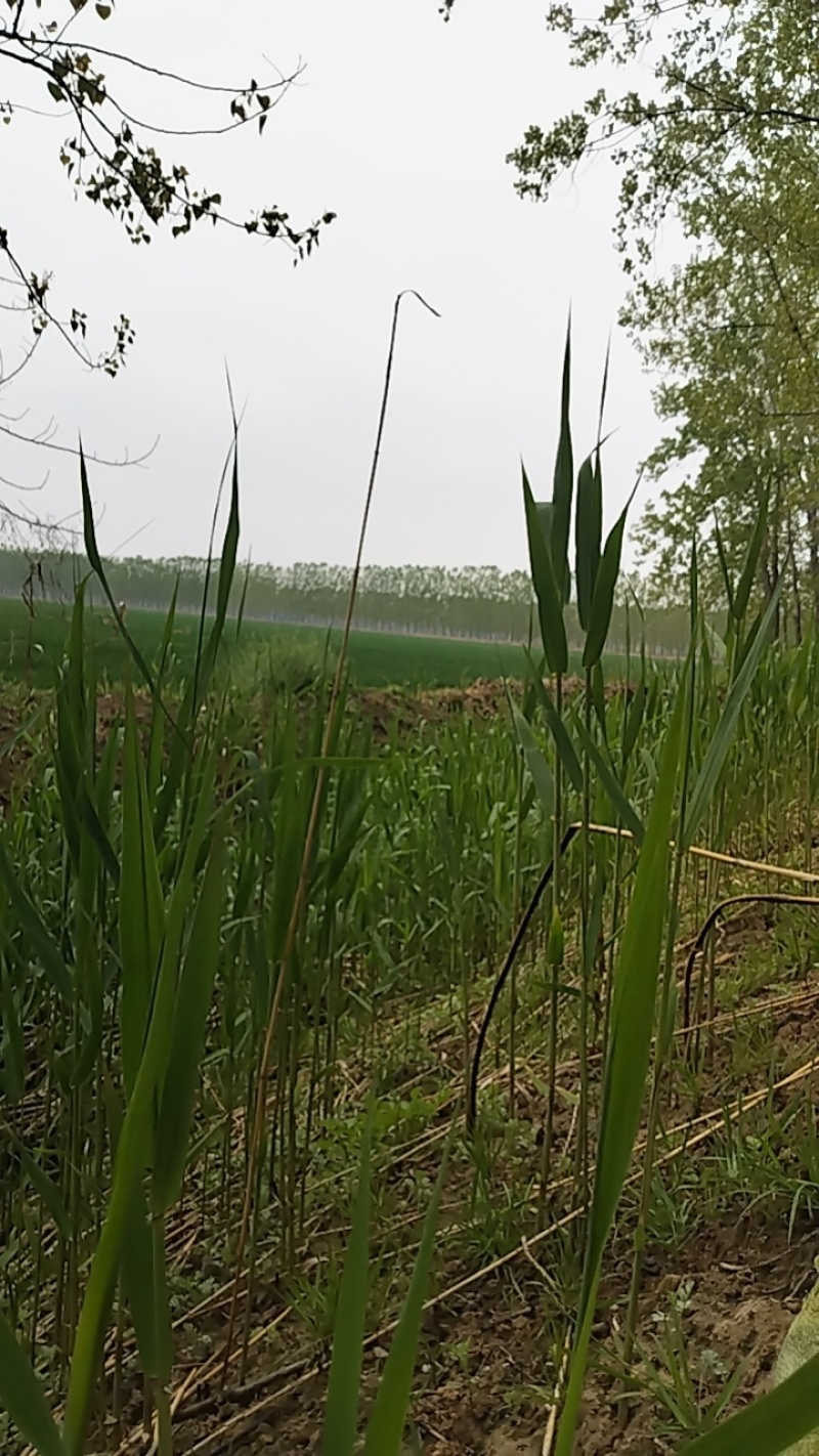 鲁兰河千里香粽叶