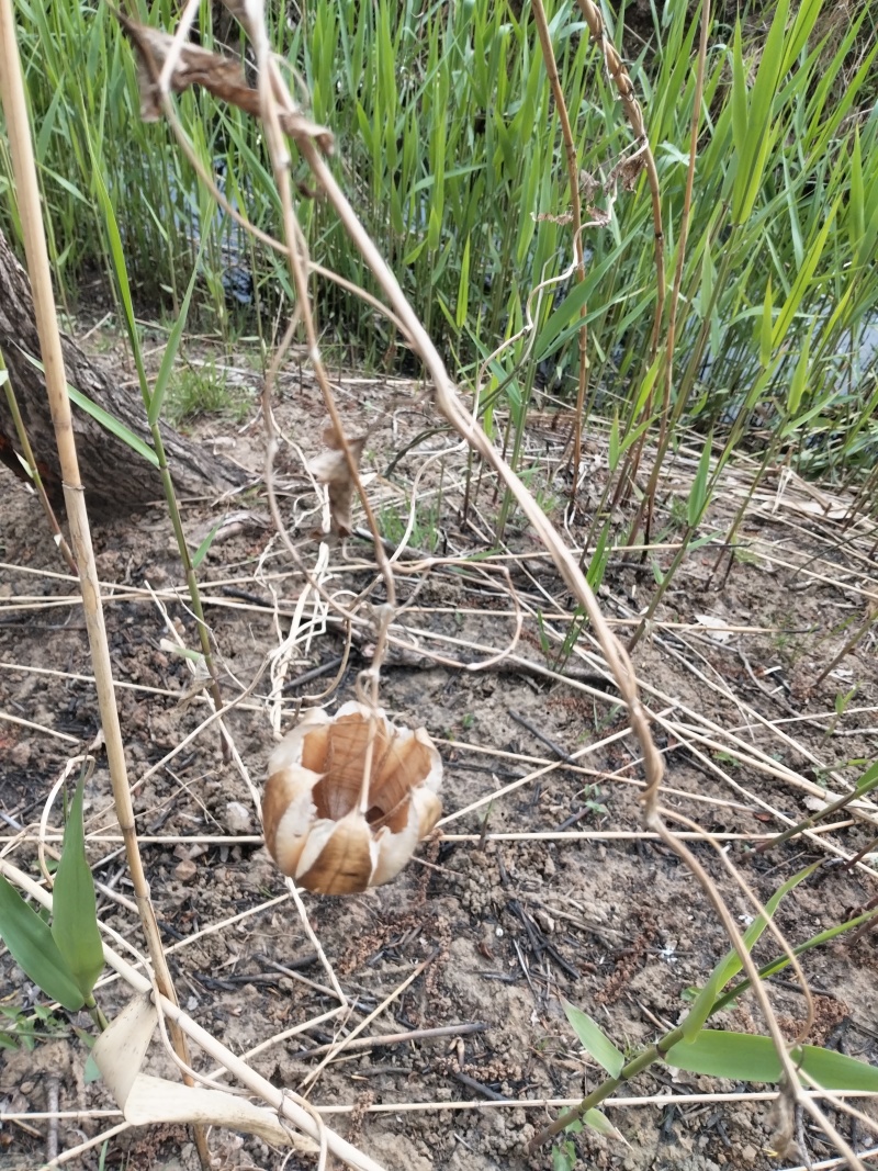 鲁兰河千里香粽叶