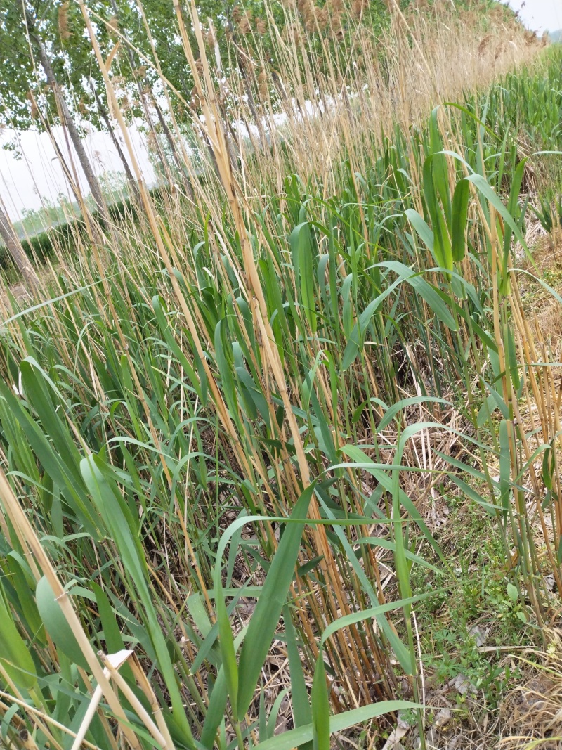 鲁兰河千里香粽叶