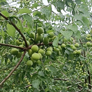 青梅批发