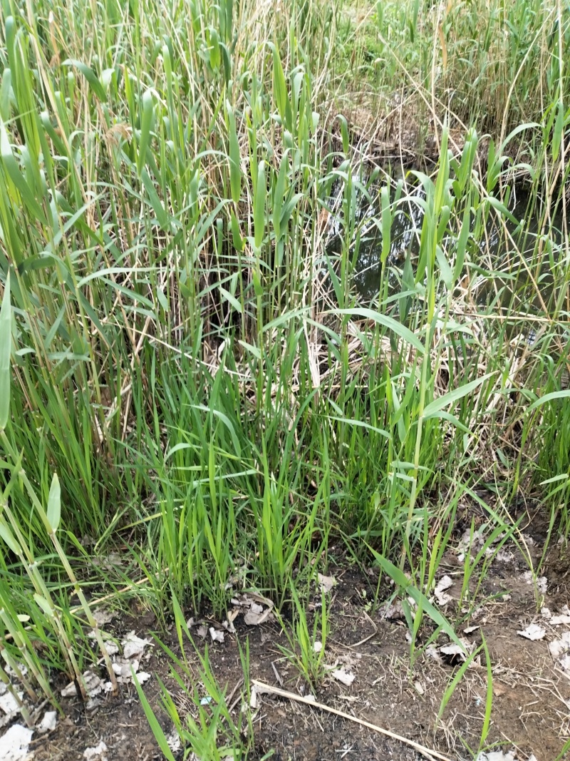 鲁兰河千里香粽叶