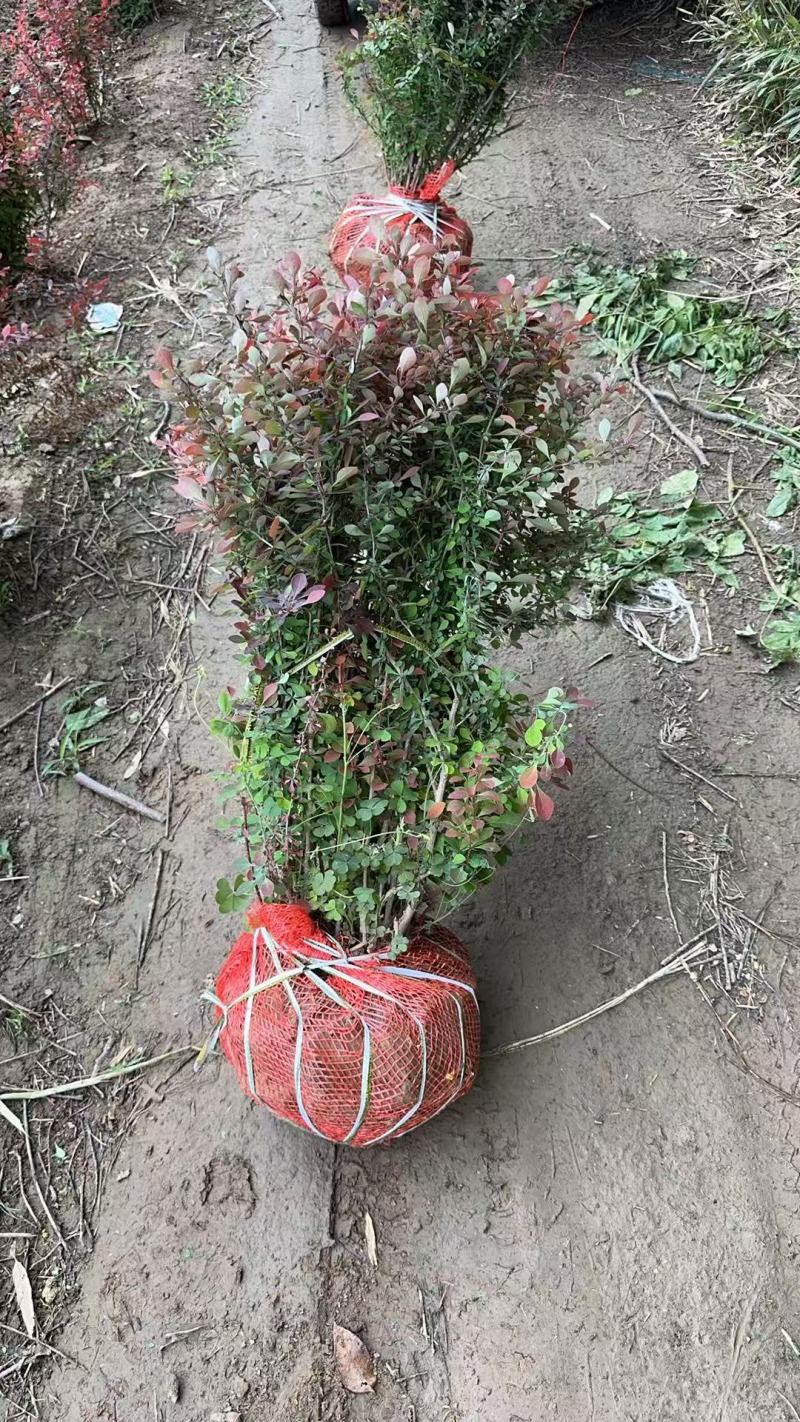 60的红叶小檗球