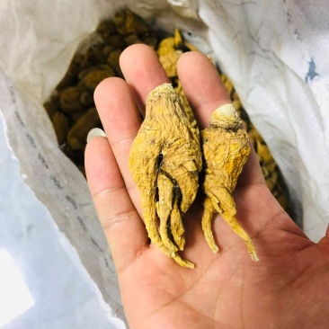 云南玛卡、黑卡、黄卡