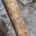 恩施紫油厚朴高含量出口个子，厚朴丝，去皮丝全规格