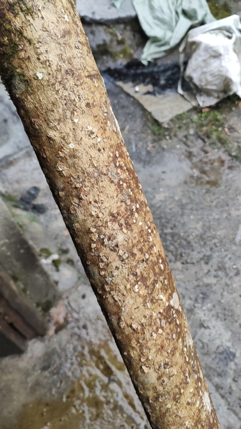 恩施紫油厚朴高含量出口个子，厚朴丝，去皮丝全规格