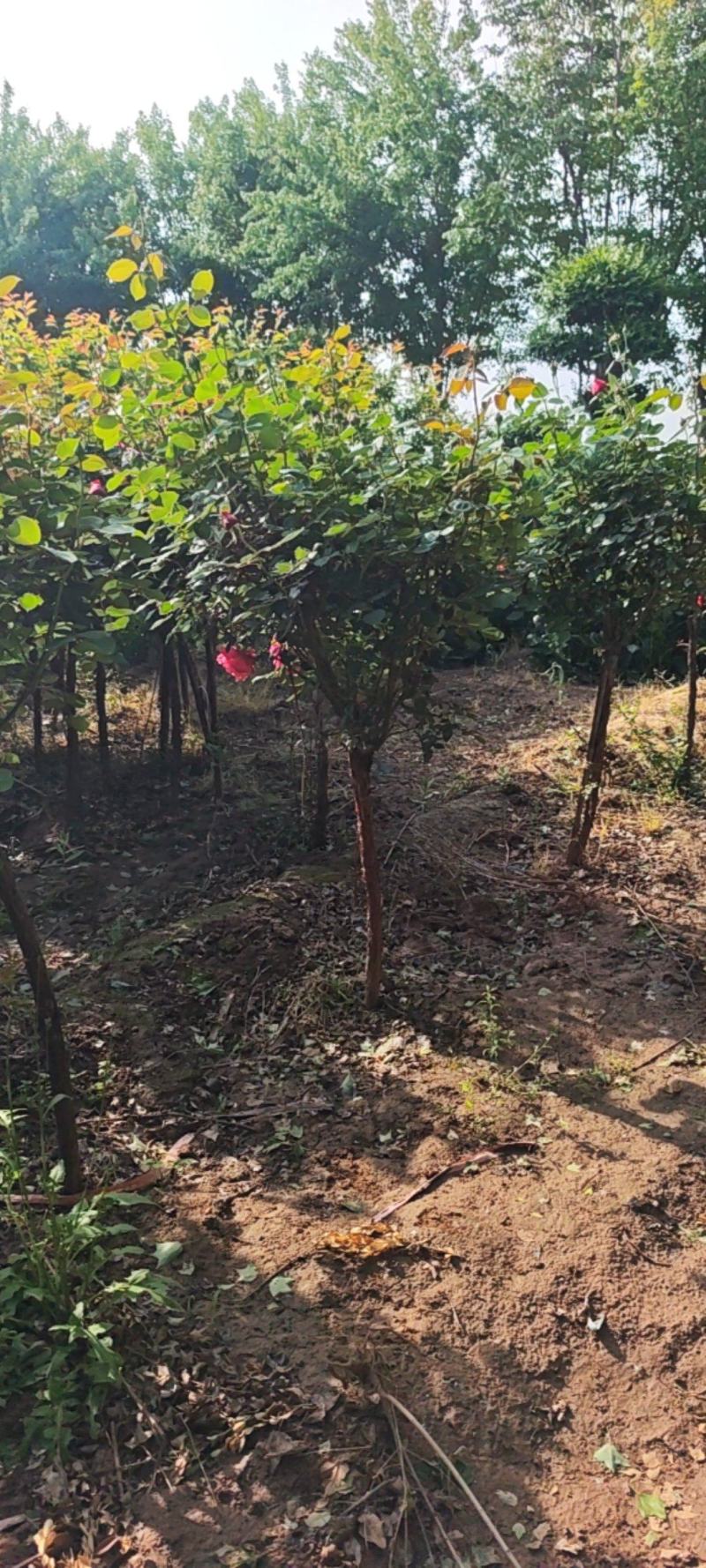 独杆月季，花色泽丽，观赏性价比高。自家货源，产地直销发货