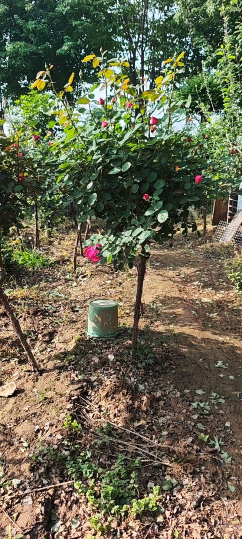 独杆月季，花色泽丽，观赏性价比高。自家货源，产地直销发货