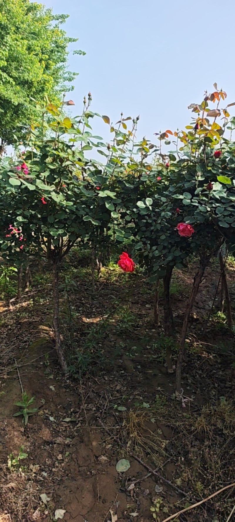 独杆月季，花色泽丽，观赏性价比高。自家货源，产地直销发货