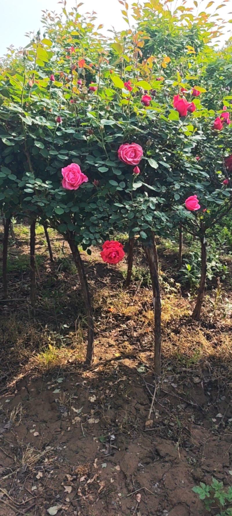 独杆月季，花色泽丽，观赏性价比高。自家货源，产地直销发货