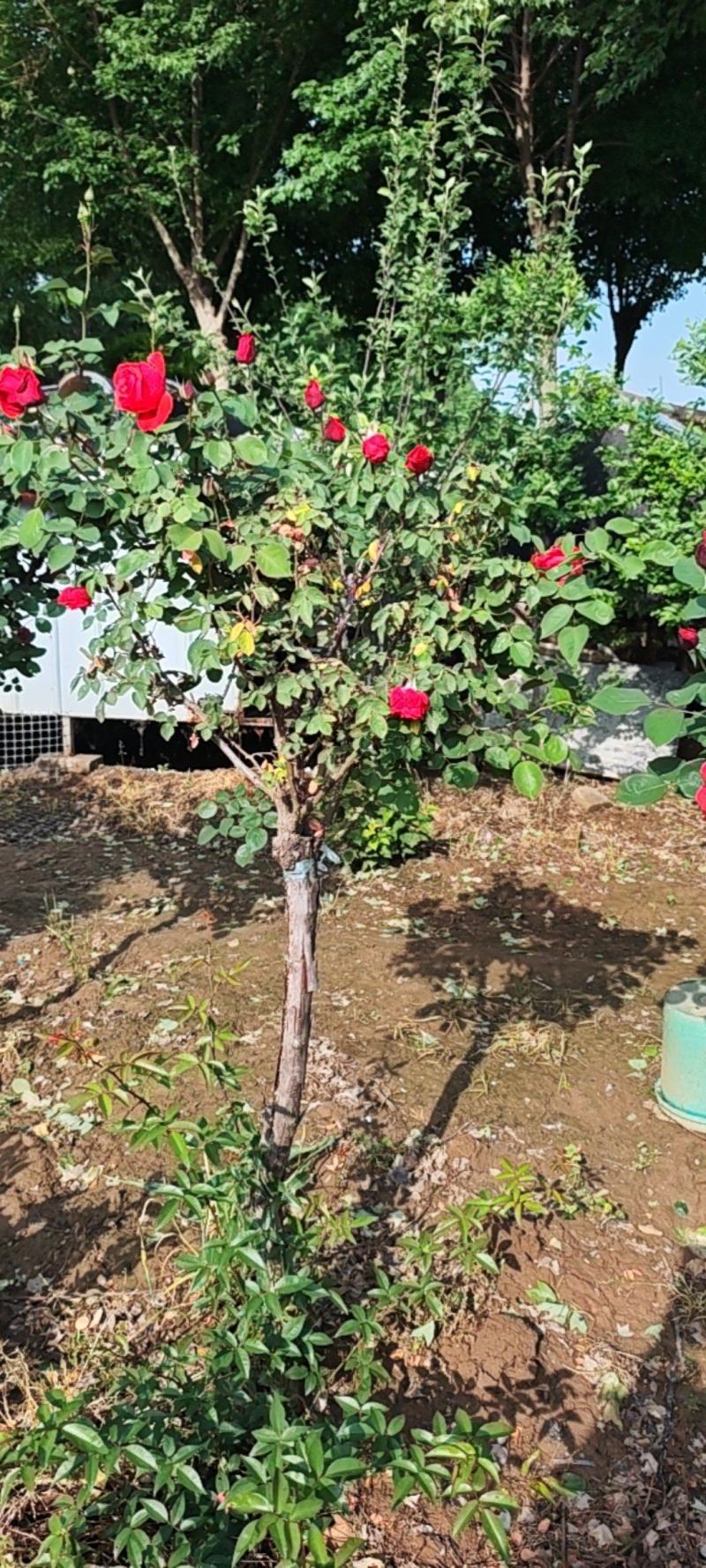 独杆月季，花色泽丽，观赏性价比高。自家货源，产地直销发货