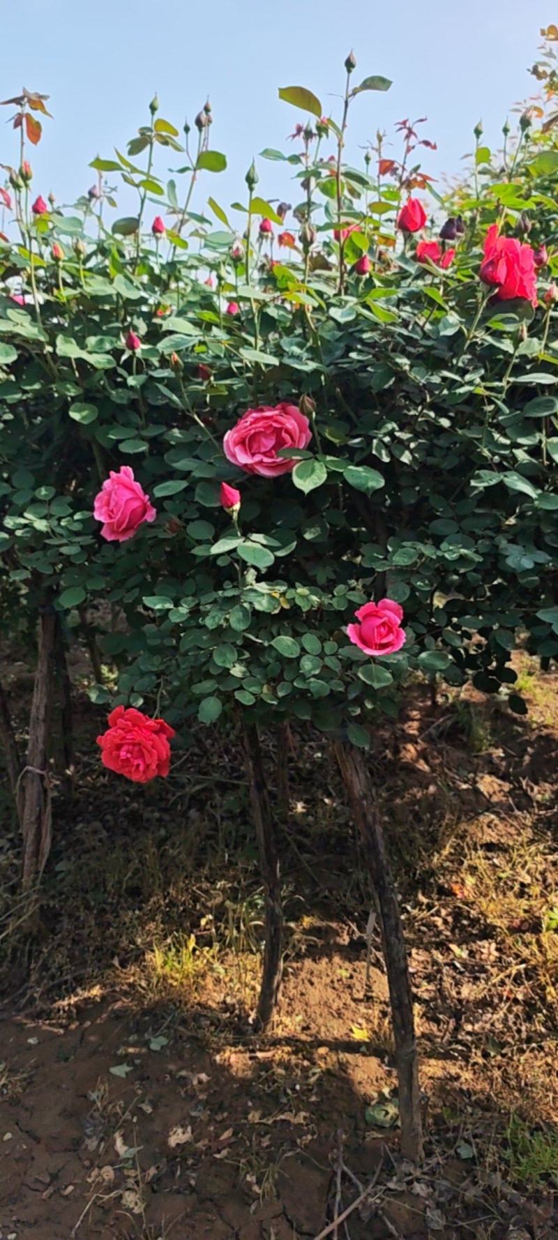 独杆月季，花色泽丽，观赏性价比高。自家货源，产地直销发货