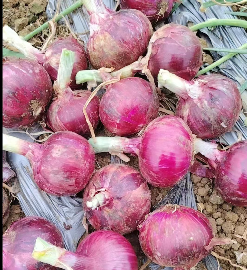 精品紫皮洋葱产地直发，一手货源质量很好需要联系质量三包