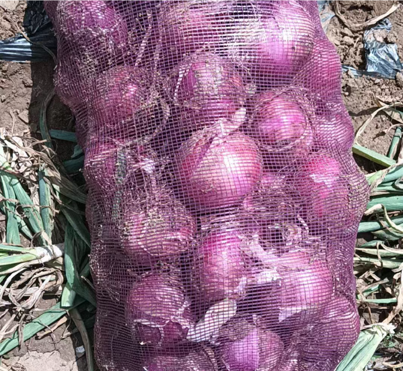 精品紫皮洋葱产地直发，一手货源质量很好需要联系质量三包