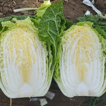 大棚白菜露天白菜同步上市