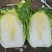 大棚白菜露天白菜同步上市