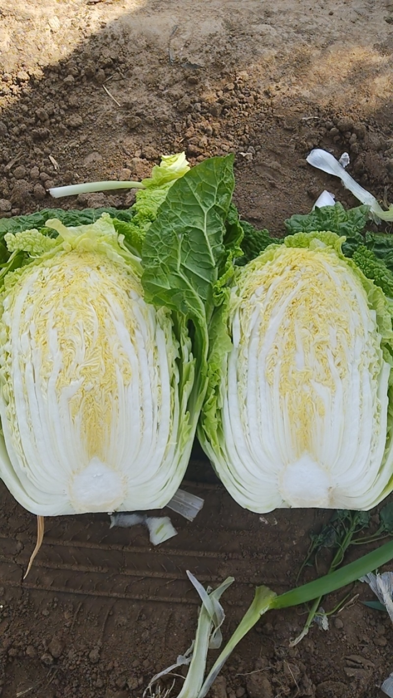 大棚白菜露天白菜同步上市