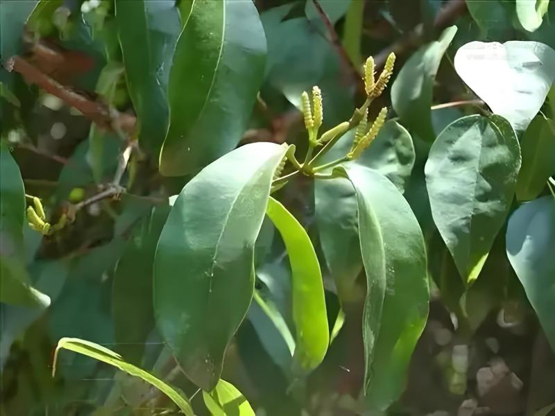 麻骨风买麻藤广西深山野生干货，无硫