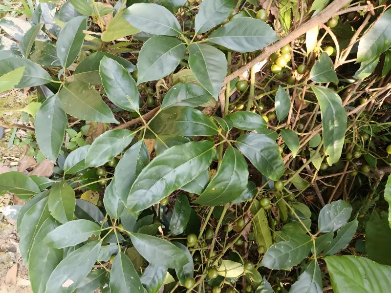 麻骨风买麻藤广西深山野生干货，无硫