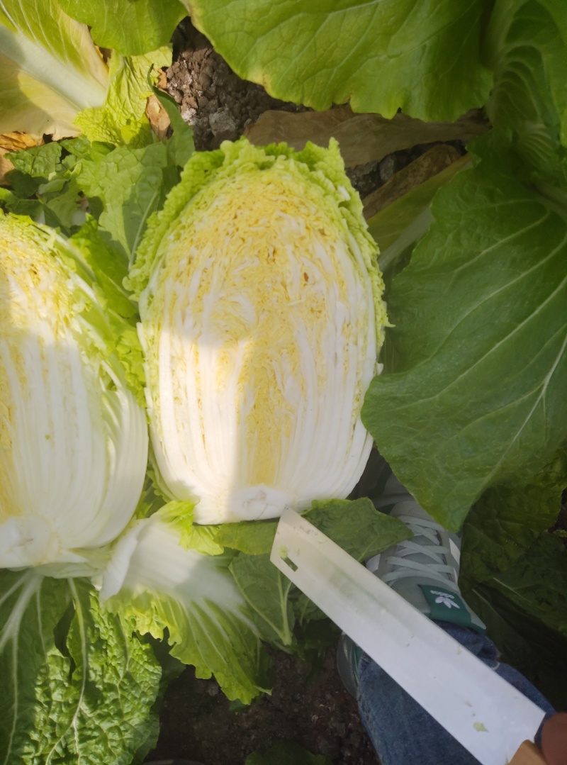 大棚白菜露天白菜同步上市