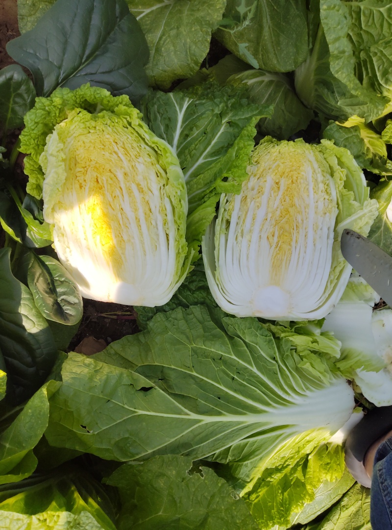大棚白菜露天白菜同步上市
