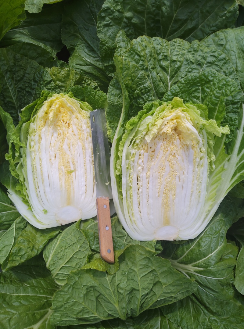 大棚白菜露天白菜同步上市