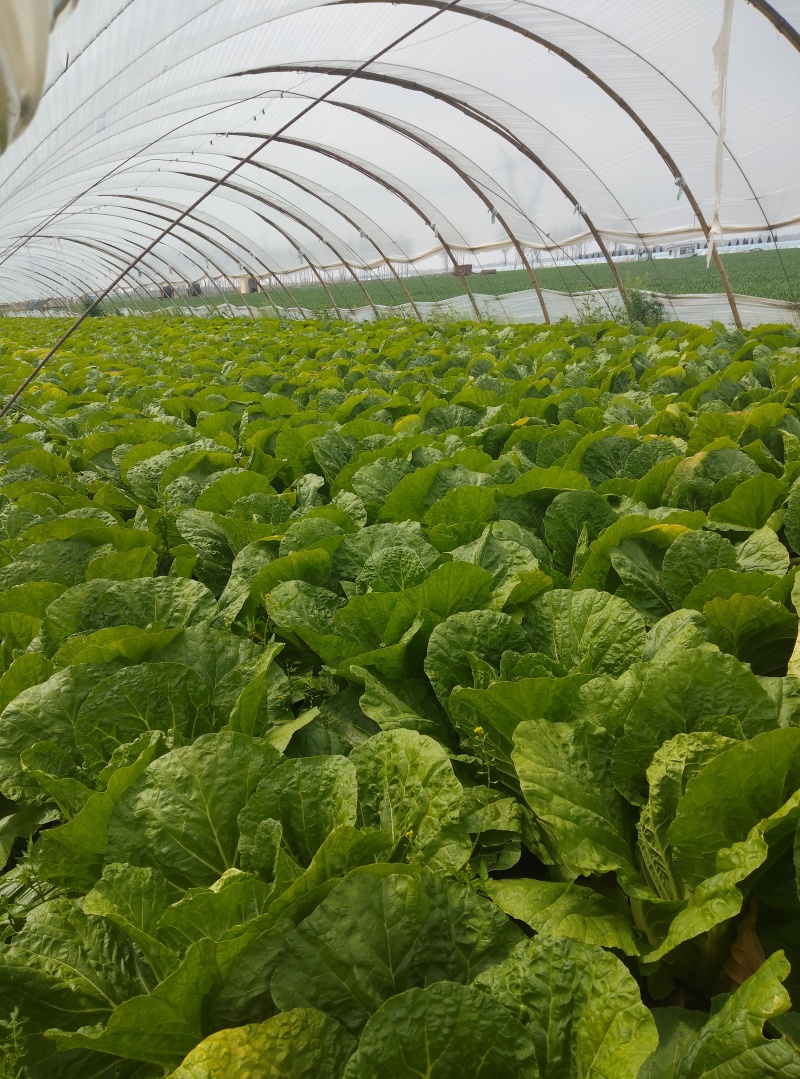 大棚白菜露天白菜同步上市