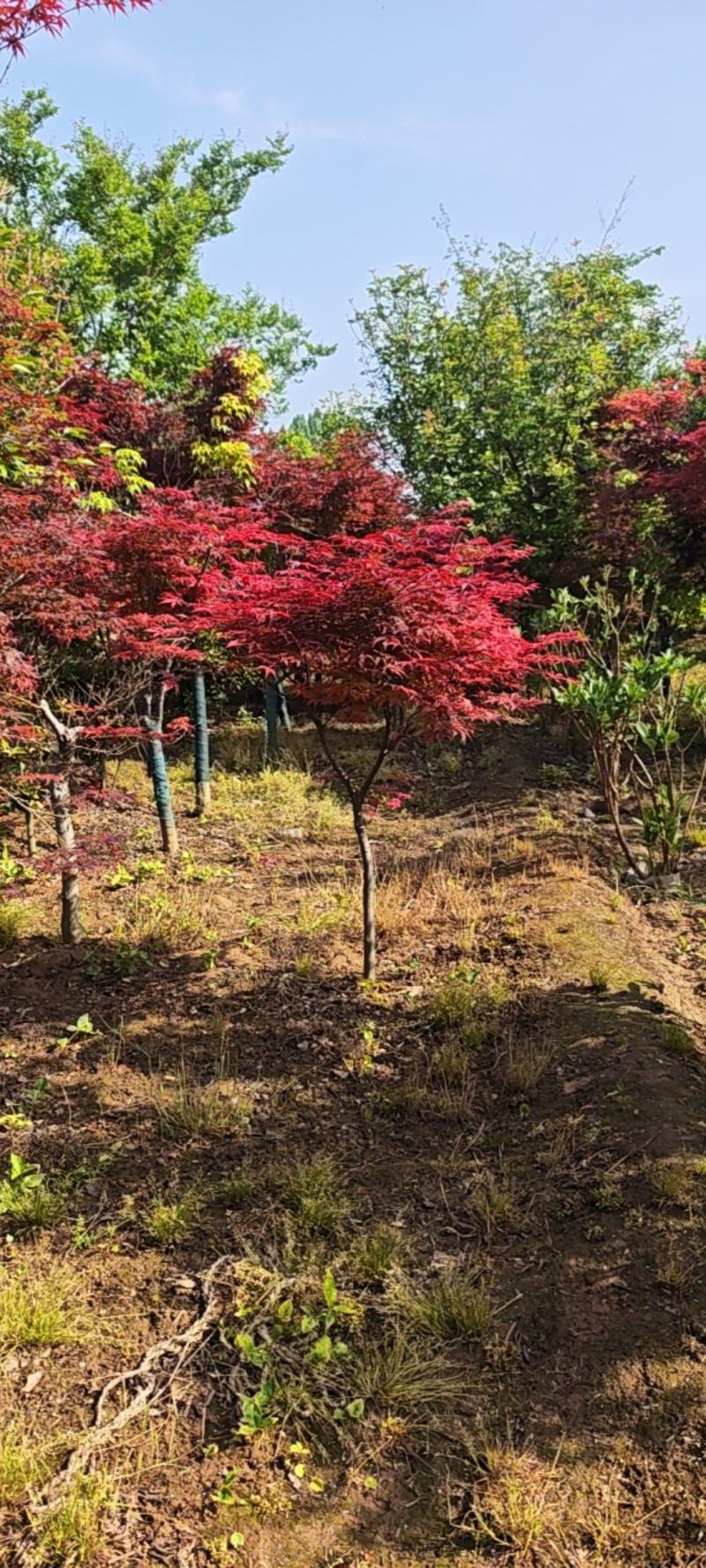 红枫，冠幅饱满，欣赏好看，自家货源充足，产地直销发货