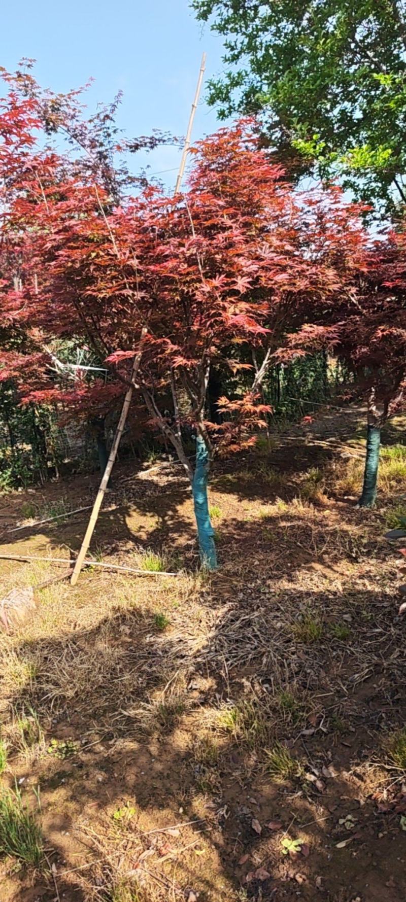 红枫，冠幅饱满，欣赏好看，自家货源充足，产地直销发货